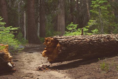 Fallen tree